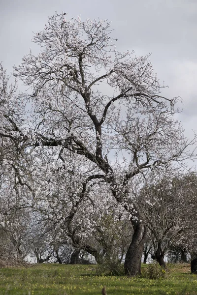 Beautiful Almond Trees Countryside Cloudy Sky Algarve Region Portugal — Stock Photo, Image