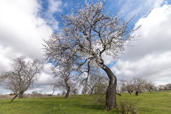 Bellissimi Mandorli Sulla Campagna Sotto Cielo Nuvoloso Regione Dell Algarve — Foto Stock