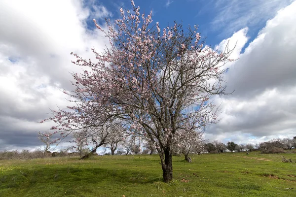 Krásné Mandloňových Sadů Venkově Zatažené Obloze Algarve Region Portugalsko — Stock fotografie