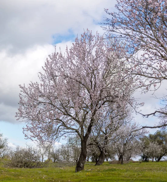 Beautiful Almond Trees Countryside Cloudy Sky Algarve Region Portugal — Stock Photo, Image
