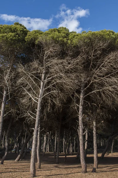 Typische Küsten Kiefern Der Algarve Region Portugal — Stockfoto