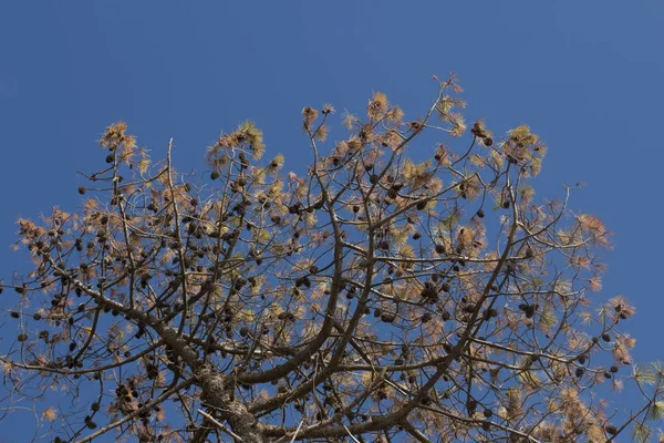 Vista Del Pino Marítimo Pinus Pinaster Una Especie Común Sur —  Fotos de Stock