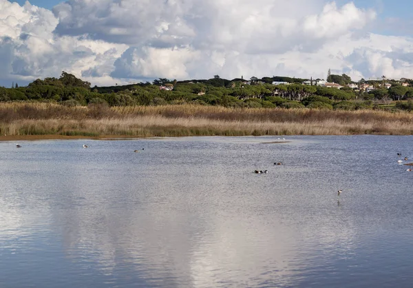 Lago Marshland Con Muchos Pinos Hierba Alta Creciendo Los Márgenes —  Fotos de Stock