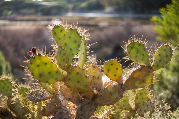 Vista Cactus Costero Salvaje Región Del Algarve — Foto de Stock