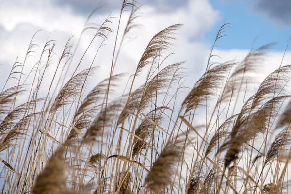 Grama Alta Cultivar Zonas Húmidas Pântanos Região Algarve — Fotografia de Stock