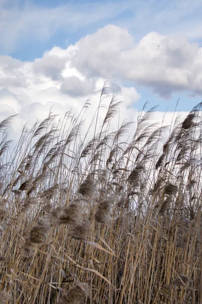 Hohes Gras Das Die Feuchtgebiete Sümpfe Der Algarve Region Bewirtschaftet — Stockfoto