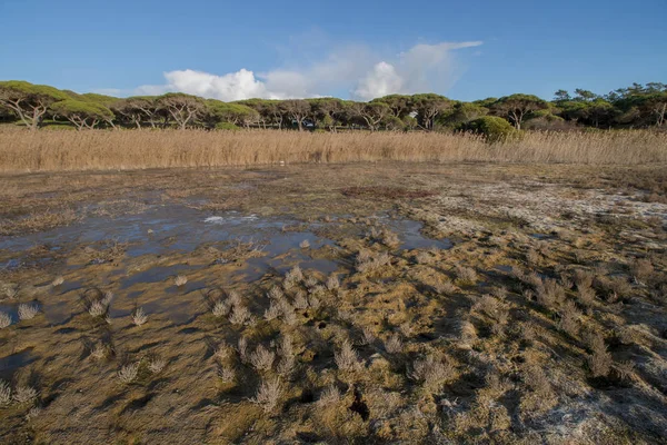 Typische Moerasgebied Landschap Algarve Portugal — Stockfoto