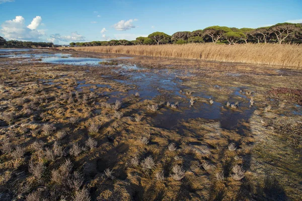 Paysage Typique Des Marais Marée Basse Dans Région Algarve Portugal — Photo