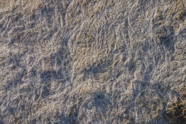 Grama de maré baixa seca na praia — Fotografia de Stock