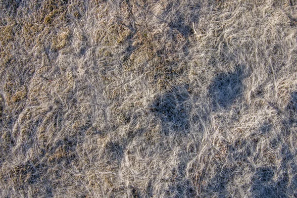 Trockenes Niedrigwasser Gras am Strand — Stockfoto