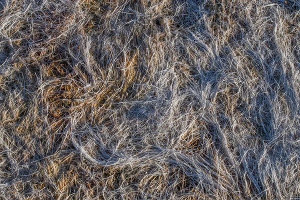 Secco erba bassa marea in spiaggia — Foto Stock