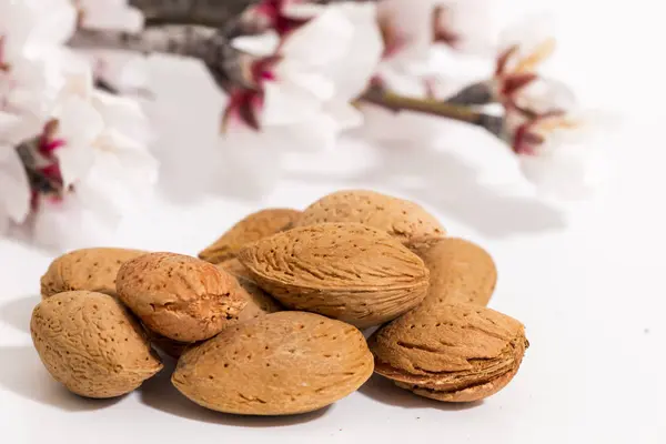 Rama de almendro y almendras —  Fotos de Stock