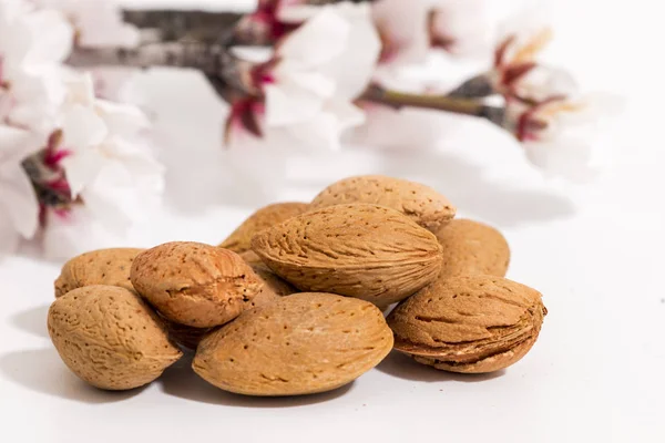 Rama de almendro y almendras —  Fotos de Stock