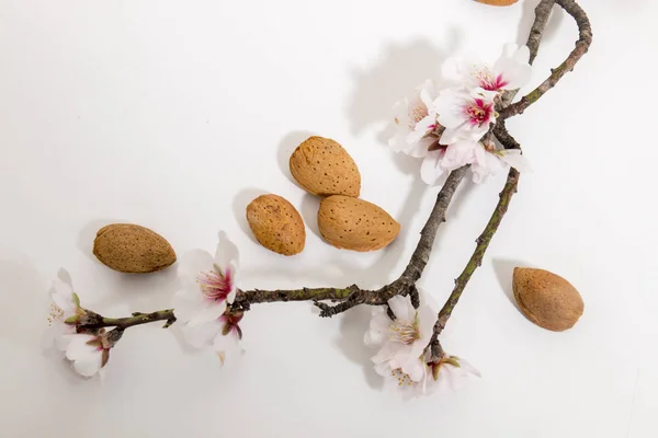 Rama de almendro y almendras — Foto de Stock