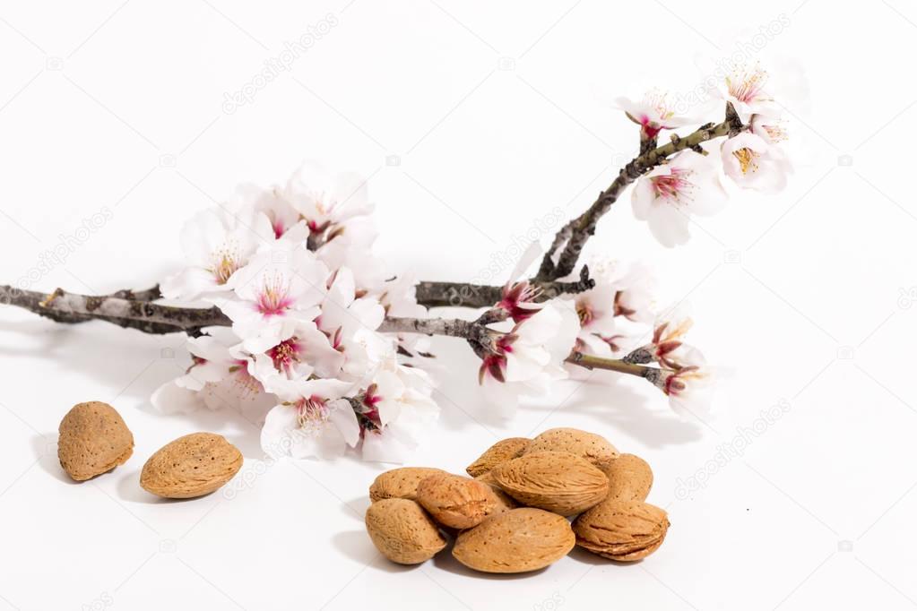 almond tree branch and almonds