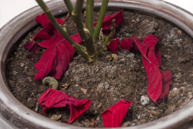 poinsettia (Euphorbia pulcherrima) flower dry leaves on the vase. clipart