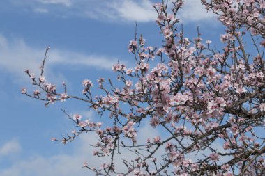 Portekiz Algarve bölgesi üzerinde yer alan çiçek açması badem güzel ağaçta kırsal, closeup
