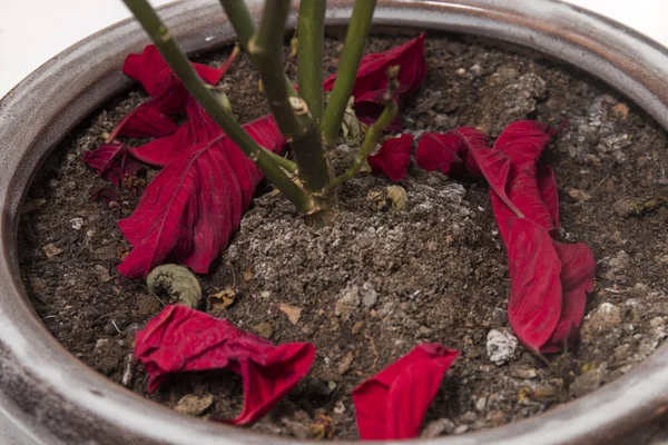 Poinsettia Euphorbia Pulcherrima Flower Dry Leaves Vase — Stock Photo, Image