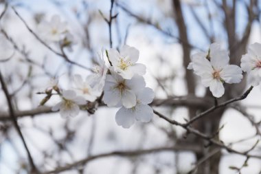 Portekiz Algarve bölgesinde yer alan güzel badem ağacı kırsal.