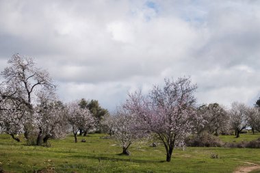 Güzel badem ağaçları