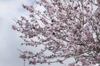 güzel badem çiçekleri 