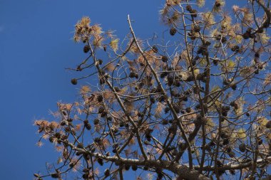 Sahil çamı (Pinus pinaster), görünümünü bir tür üzerinde mavi bir gökyüzü güney ve Batı Avrupa'nın ortak.