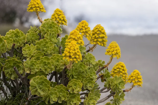 Bir Güzel Aeonium Aeonium Simsii Lezzetli Ağaç Olağanüstüsarı Bilinen Görünümünü — Stok fotoğraf