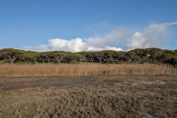 Paysage Typique Des Marais Marée Basse Dans Région Algarve Portugal — Photo