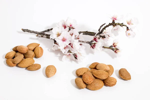 Rama Almendro Con Almendras Aisladas Sobre Fondo Blanco —  Fotos de Stock