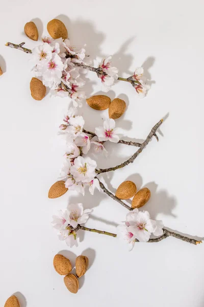 Rama Almendro Con Almendras Aisladas Sobre Fondo Blanco —  Fotos de Stock