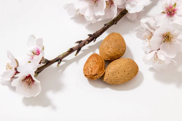 Rama Almendro Con Almendras Aisladas Sobre Fondo Blanco —  Fotos de Stock