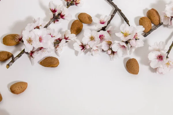 Rama Almendro Con Almendras Aisladas Sobre Fondo Blanco —  Fotos de Stock