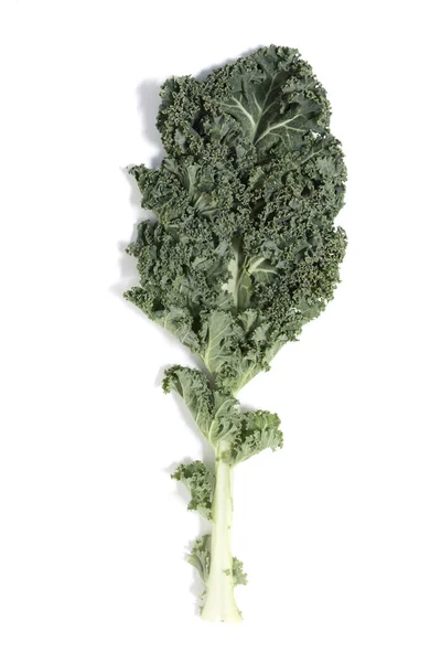 Curly Leaf Kale Isolated White Background — Stock Photo, Image