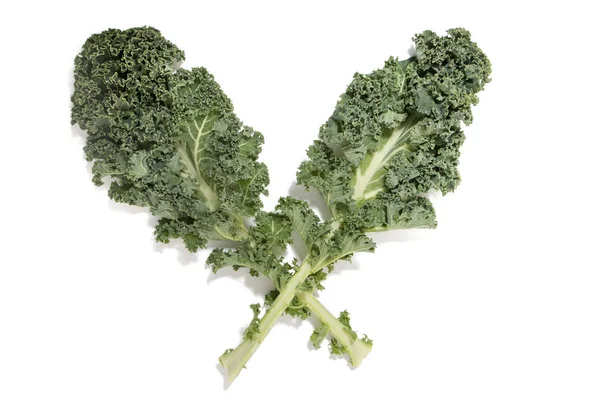 Curly Leaf Kale Isolated White Background — Stock Photo, Image
