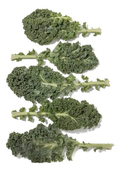 Curly Leaf Kale Isolated White Background — Stock Photo, Image