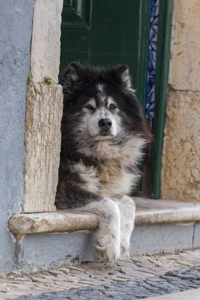 Vista Perto Cão Abandonado Cidade — Fotografia de Stock