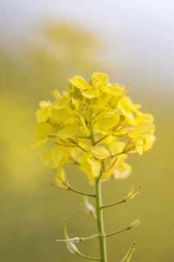 rapaseed (Brassica napus) çiçek