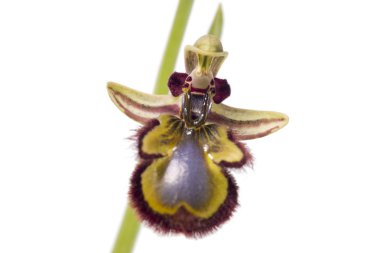 Beyaz bir arka plan üzerinde izole yakın çekim görünümü ayna arı orkide (Ophrys spekulum).