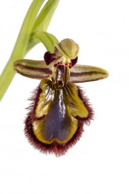 Beyaz bir arka plan üzerinde izole yakın çekim görünümü ayna arı orkide (Ophrys spekulum).