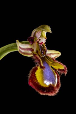 Yakın çekim görünümünü bir siyah arka plan üzerine izole ayna arı orkide (Ophrys spekulum).