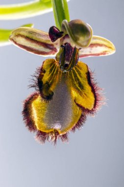 Yakın çekim görünümünü gümüş bir arka plan üzerinde izole ayna arı orkide (Ophrys spekulum).
