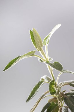 Yakın çekim görünümünü gümüş bir arka plan üzerinde izole mor Phlomis (Phlomis purpurea).