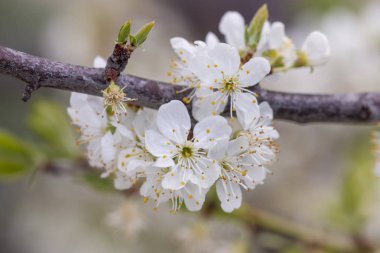 Tarım arazilerinde açan sarı erik ağacının yakından görünümü.