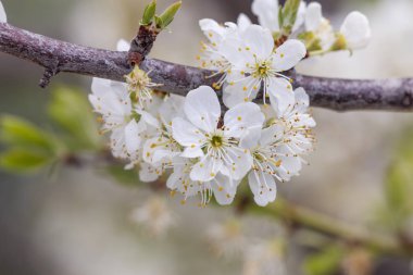 Tarım arazilerinde açan sarı erik ağacının yakından görünümü.