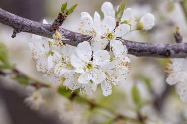Tarım arazilerinde açan sarı erik ağacının yakından görünümü.