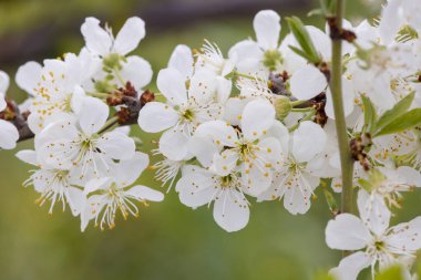 Tarım arazilerinde açan sarı erik ağacının yakından görünümü.