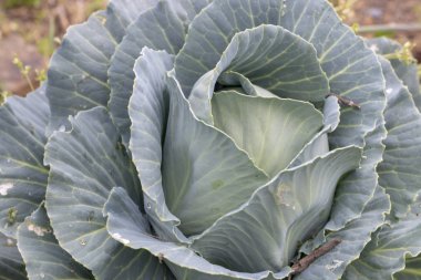 Portekizce yeşil lahana yakın çekim görünümünü çiftlikte.