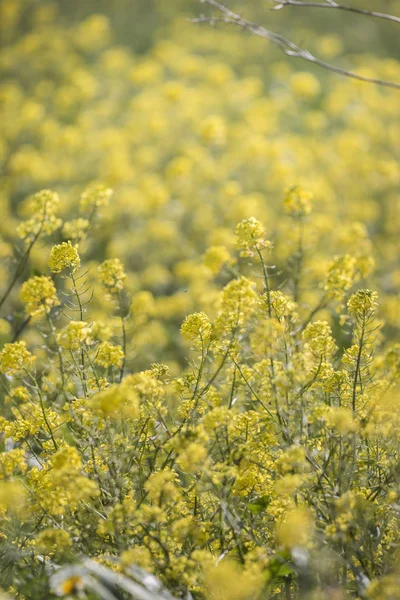 Zbliżenie Kwiatów Brassica Napus Piękny Ogród — Zdjęcie stockowe