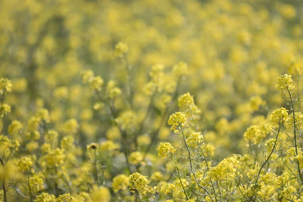 Nahaufnahme Der Schönen Rapaseed Brassica Napus Blüten — Stockfoto