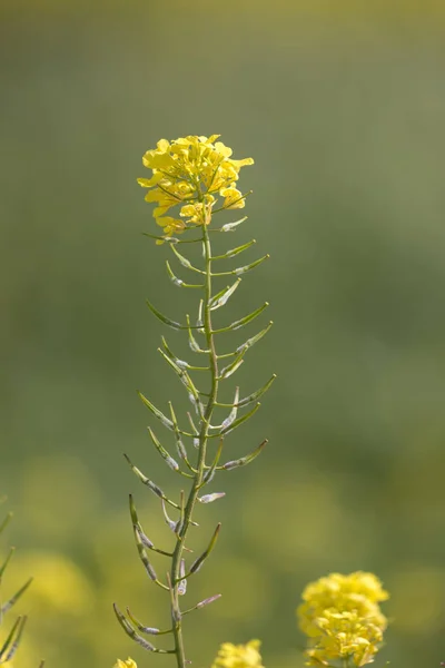 Flor de colza (Brassica napus) — Fotografia de Stock